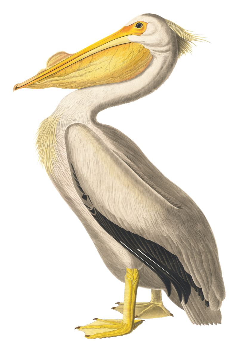 Formidable Pelikan Logo